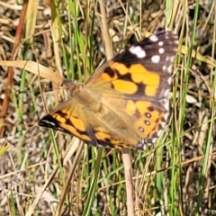 Vanessa kershawi (Australian Painted Lady) at Mitchell, ACT - 10 Jan 2023 by trevorpreston