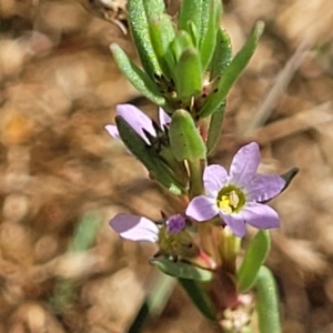 Lythrum hyssopifolia at Mitchell, ACT - 11 Jan 2023 10:39 AM