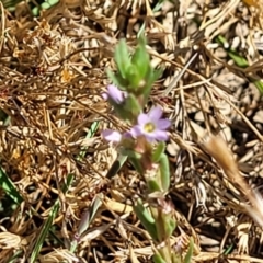 Lythrum hyssopifolia at Mitchell, ACT - 11 Jan 2023 10:39 AM