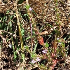 Lythrum hyssopifolia at Mitchell, ACT - 11 Jan 2023 10:39 AM