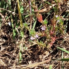 Lythrum hyssopifolia at Mitchell, ACT - 11 Jan 2023 10:39 AM