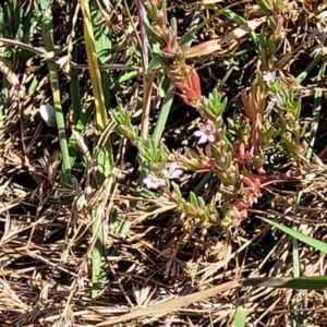 Lythrum hyssopifolia at Mitchell, ACT - 11 Jan 2023 10:39 AM