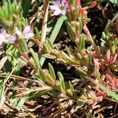 Lythrum hyssopifolia at Mitchell, ACT - 11 Jan 2023 10:39 AM