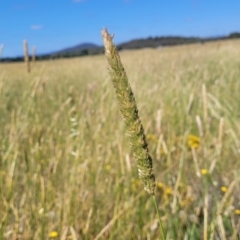 Phalaris aquatica (Phalaris, Australian Canary Grass) at Mitchell, ACT - 10 Jan 2023 by trevorpreston