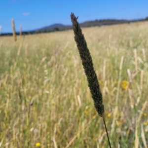 Phalaris aquatica at Mitchell, ACT - 11 Jan 2023 10:31 AM