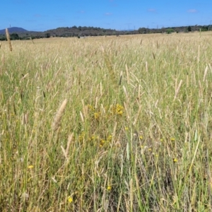 Phalaris aquatica at Mitchell, ACT - 11 Jan 2023 10:31 AM