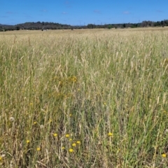 Phalaris aquatica at Mitchell, ACT - 11 Jan 2023 10:31 AM