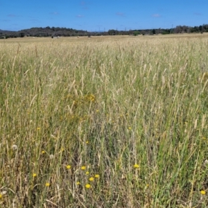 Phalaris aquatica at Mitchell, ACT - 11 Jan 2023 10:31 AM