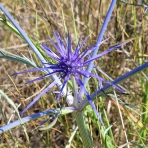 Eryngium ovinum at Mitchell, ACT - 11 Jan 2023 10:28 AM