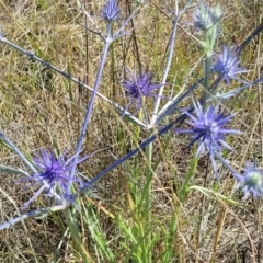 Eryngium ovinum at Mitchell, ACT - 11 Jan 2023 10:28 AM