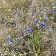 Eryngium ovinum at Mitchell, ACT - 11 Jan 2023 10:28 AM