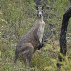 Macropus giganteus (Eastern Grey Kangaroo) at Bundanoon, NSW - 7 Jan 2023 by GlossyGal