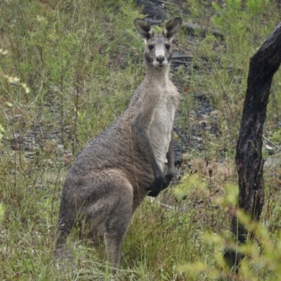Macropus giganteus (Eastern Grey Kangaroo) at Bundanoon, NSW - 6 Jan 2023 by GlossyGal