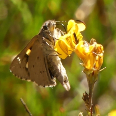 Hesperilla donnysa (Varied Sedge-skipper) at Wingello, NSW - 8 Jan 2023 by Curiosity