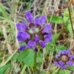 Prunella vulgaris (Self-heal, Heal All) at Isaacs, ACT - 11 Jan 2023 by Mike