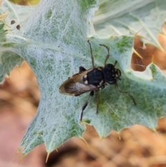 Pergidae sp. (family) (Unidentified Sawfly) at Isaacs Ridge - 10 Jan 2023 by Mike