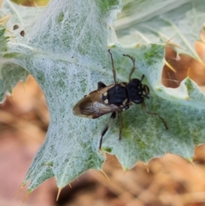 Pergidae sp. (family) at Jerrabomberra, ACT - 11 Jan 2023