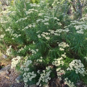 Cassinia longifolia at Jerrabomberra, ACT - 11 Jan 2023