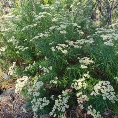 Cassinia longifolia (Shiny Cassinia, Cauliflower Bush) at Jerrabomberra, ACT - 11 Jan 2023 by Mike