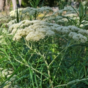 Cassinia longifolia at Jerrabomberra, ACT - 11 Jan 2023