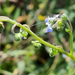 Cynoglossum australe (Australian Forget-me-not) at Jerrabomberra, ACT - 11 Jan 2023 by Mike