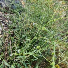 Cynoglossum australe at Jerrabomberra, ACT - 11 Jan 2023 10:35 AM