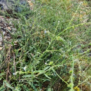 Cynoglossum australe at Jerrabomberra, ACT - 11 Jan 2023