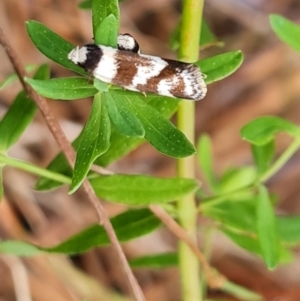 Isomoralla gephyrota at Jerrabomberra, ACT - 11 Jan 2023 10:11 AM