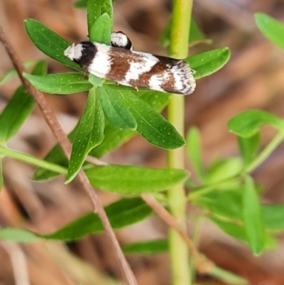 Isomoralla gephyrota (A Concealer moth) at Jerrabomberra, ACT - 10 Jan 2023 by Mike