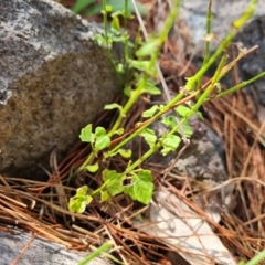 Scutellaria humilis (Dwarf Skullcap) at Jerrabomberra, ACT - 10 Jan 2023 by Mike