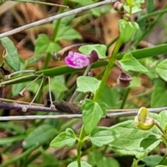 Scutellaria humilis at Jerrabomberra, ACT - 11 Jan 2023