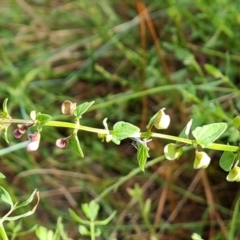 Scutellaria humilis at Jerrabomberra, ACT - 11 Jan 2023