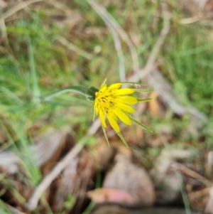 Tragopogon dubius at Jerrabomberra, ACT - 11 Jan 2023 10:03 AM