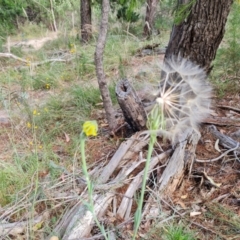 Tragopogon dubius at Jerrabomberra, ACT - 11 Jan 2023 10:03 AM