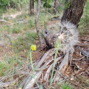 Tragopogon dubius at Jerrabomberra, ACT - 11 Jan 2023 10:03 AM