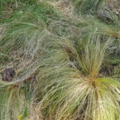 Nassella trichotoma (Serrated Tussock) at Jerrabomberra, ACT - 10 Jan 2023 by Mike