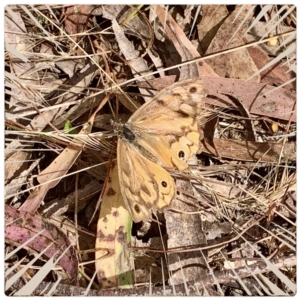 Heteronympha merope at Crace, ACT - 8 Jan 2023 04:11 PM