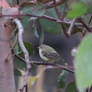 Smicrornis brevirostris at Forde, ACT - 11 Jan 2023