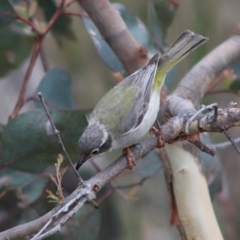 Melithreptus brevirostris (Brown-headed Honeyeater) at Forde, ACT - 10 Jan 2023 by Bigjim