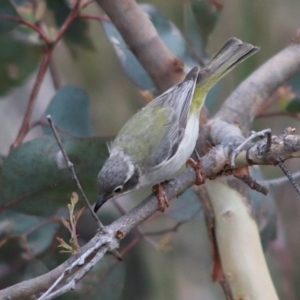 Melithreptus brevirostris at Forde, ACT - 11 Jan 2023