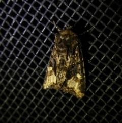 Neumichtis nigerrima (Black Turnip Moth) at Charleys Forest, NSW - 10 Jan 2023 by arjay