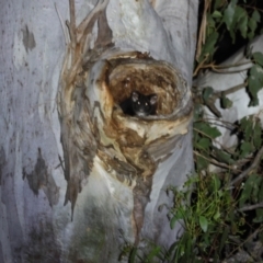 Petauroides volans (Greater Glider) at Palerang, NSW - 9 Jan 2023 by Liam.m