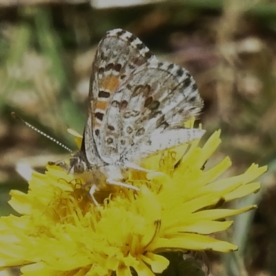 Lucia limbaria (Chequered Copper) at Fyshwick, ACT - 10 Jan 2023 by JohnBundock