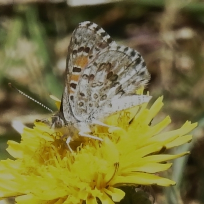 Lucia limbaria (Chequered Copper) at Jerrabomberra Wetlands - 10 Jan 2023 by JohnBundock