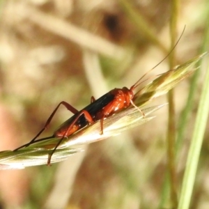 Lissopimpla excelsa at Fyshwick, ACT - 10 Jan 2023 09:39 AM