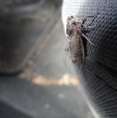 Atrapsalta furcilla (Southern Mountain Squeaker) at Denman Prospect 2 Estate Deferred Area (Block 12) - 1 Jan 2023 by Miranda