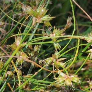 Juncus homalocaulis at Gundaroo, NSW - 11 Jan 2023