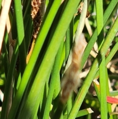 Eleocharis acuta (Common Spike-rush) at Gundaroo, NSW - 11 Jan 2023 by Gunyijan