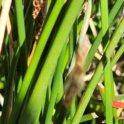 Eleocharis acuta (Common Spike-rush) at Gundaroo, NSW - 11 Jan 2023 by Gunyijan