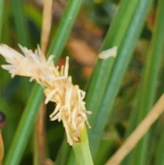 Eleocharis acuta at Gundaroo, NSW - 11 Jan 2023